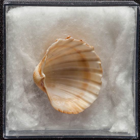 IES_ISABELLACATOLICA_BIOLOGIA_397