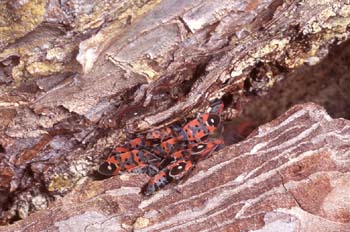 Chinche Zapatero (Lygaeus equestris)