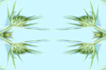 Inflorescencia sobre fondo a contraste