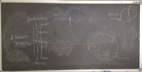 Esquema general de la nutrición en nuestra especie