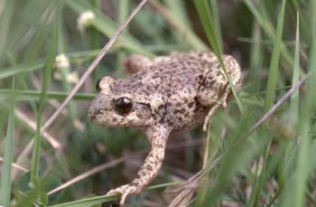 Sapo partero común (Alytes obstetricans)