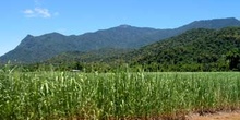 Plantación de caña de azúcar, Queensland, Australia