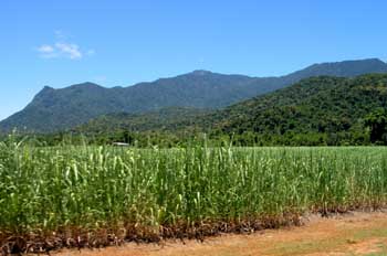 Plantación de caña de azúcar, Queensland, Australia