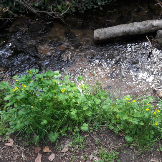 Multiaventura en Torrelaguna 1º Primaria (7 de mayo de 2019) 7