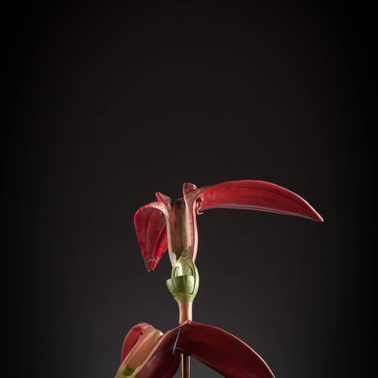 IES_CARDENALCISNEROS_BOTANICA_III_MODELOS_060