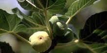 Higuera - Frutos (Ficus carica)