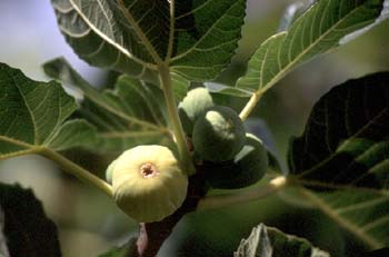 Higuera - Frutos (Ficus carica)