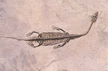Keichosaurus hui (Reptil) Triásico