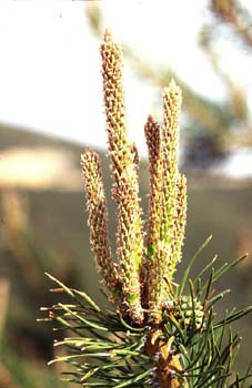 Pino silvestre - Brotes (Pinus sylvestris)