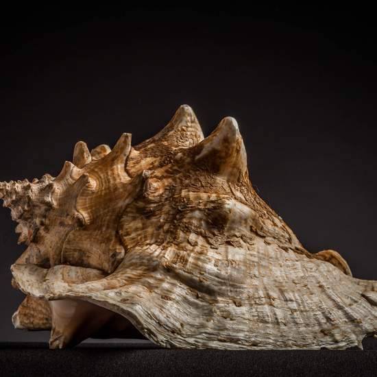 IES_CARDENALCISNEROS_CONCHAS_062