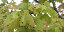 Arce real - Hoja (Acer platanoides)