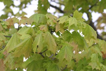 Arce real - Hoja (Acer platanoides)