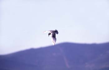 Fumarel cariblanco (Chlidonias hybridus)