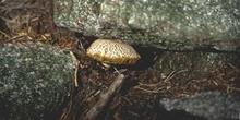 Boleto cuarteado (Xerocomus chrysenteron)