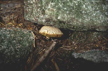 Boleto cuarteado (Xerocomus chrysenteron)