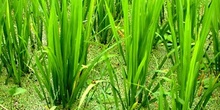 Planta de Arroz