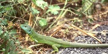 Lagarto verde (Lacerta bilineata)