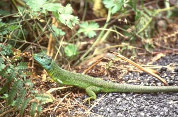 Lagarto verde (Lacerta bilineata)