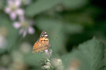 Vanesa de los cardos (Cynthia cardui)