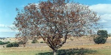 Nogal - Porte (Juglans regia)