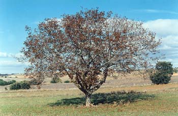 Nogal - Porte (Juglans regia)