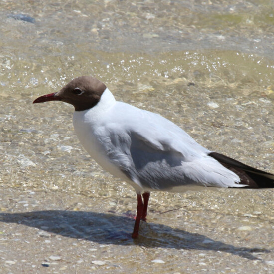 Gaviota cabecinegra
