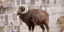 Muflón (Ovis ammon)