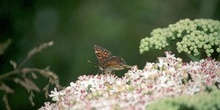 Doncella (Melitaea sp.)