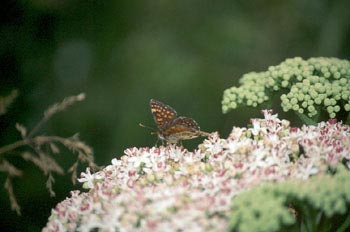 Doncella (Melitaea sp.)