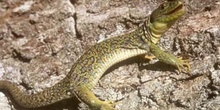 Lagarto ocelado (Lacerta lepida)