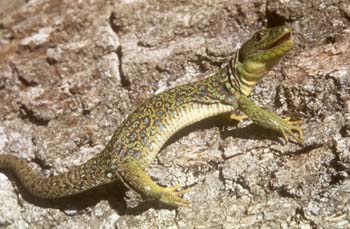 Lagarto ocelado (Lacerta lepida)