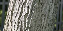 álamo negro - Tronco (Populus nigra)