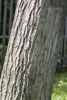 álamo negro - Tronco (Populus nigra)