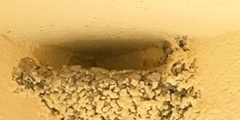 golondrina común (Hirundo rustica)