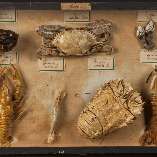 IES_SANISIDRO_MUSEO_Zoolgía_071