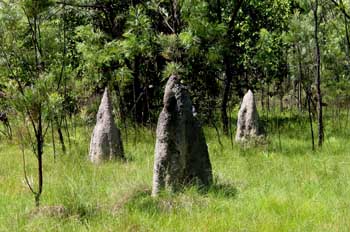 Termiteros en Kakadu, Australia