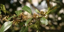 Acebo - Flor (Ilex aquifolium)