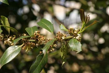Acebo - Flor (Ilex aquifolium)