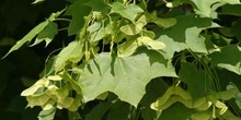 Arce real - Fruto (Acer platanoides)