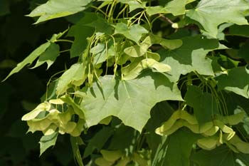 Arce real - Fruto (Acer platanoides)