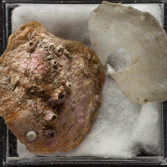 IES_ISABELLACATOLICA_BIOLOGIA_462