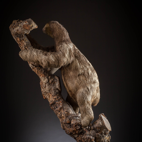 IES_SANISIDRO_MUSEO_Zoolgía_158