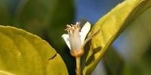 Naranjo amargo - Flor (Citrus aurantium)