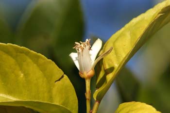 Naranjo amargo - Flor (Citrus aurantium)