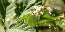 Limonera (gonepteryx rhamni)