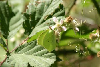 Limonera (gonepteryx rhamni)