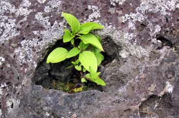 Brote en el hueco de una roca de lava, Ecuador
