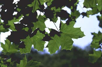 Arce real - Hoja (Acer platanoides)