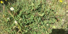 Cynoglossum cheirifolium sobre Teucrium