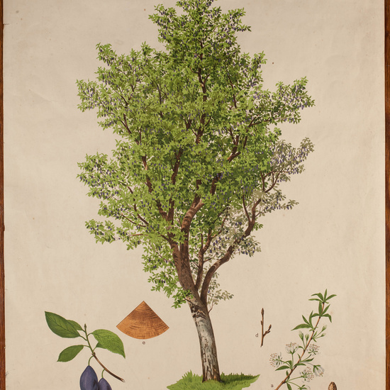 IES_CARDENALCISNEROS_ARBOLES_LAMINAS_002